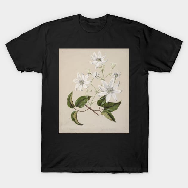 Puawananga - Clematis indivisa, by Sarah Featon T-Shirt by honeythief